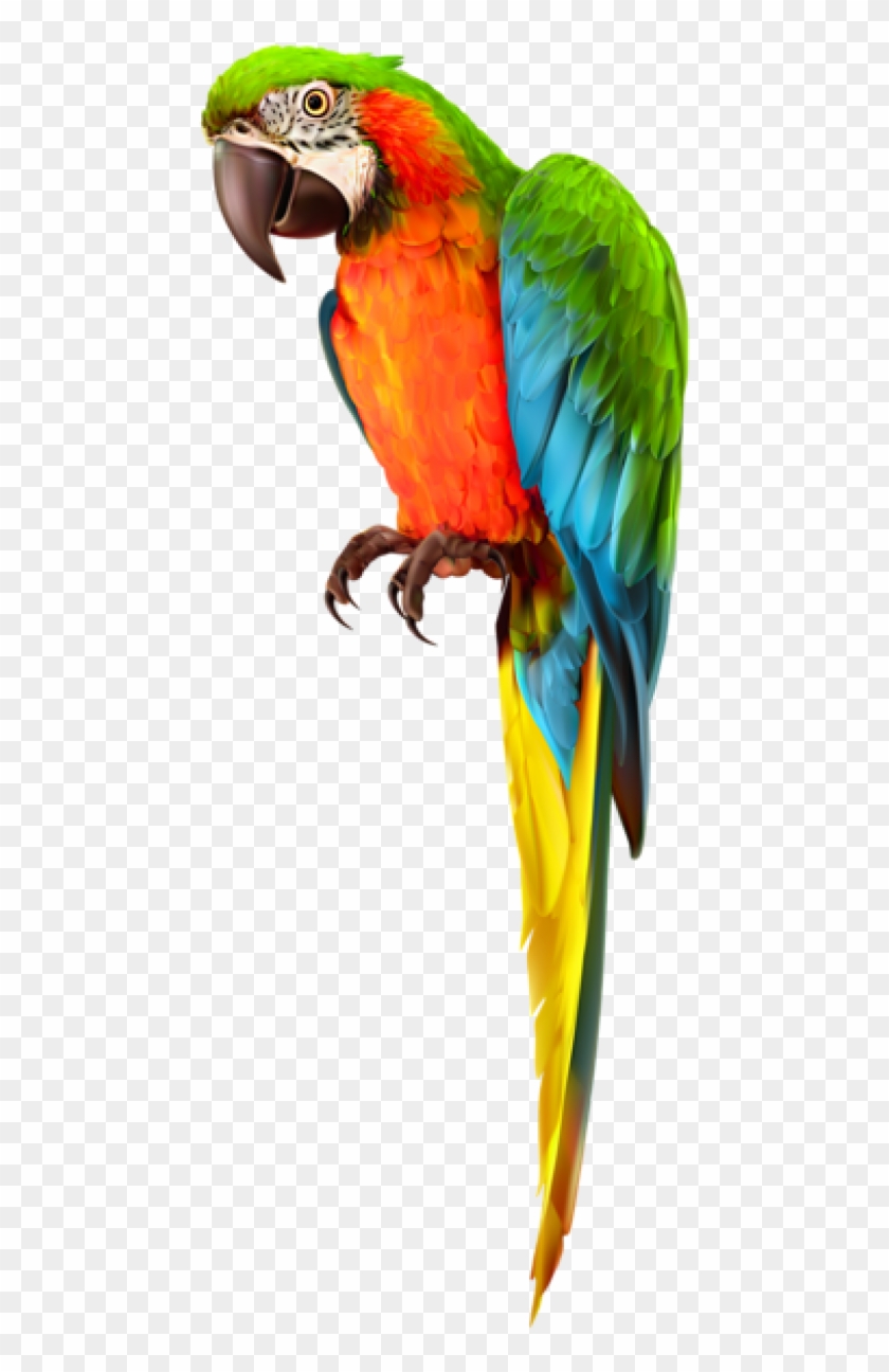 Free Png Download Parrot Transparent Png Images Background Macaw Png Download 480x1231 Pngfind