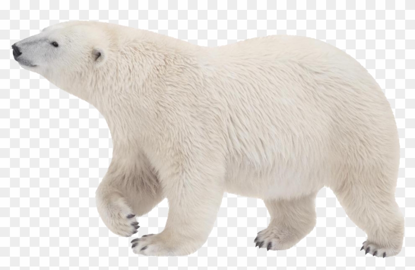 Polar White Bear Png - Polar Bear Transparent Background, Png Download ...