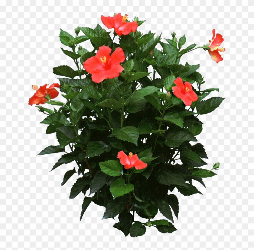 Get Png Image Hibiscus Transparent Background Hibiscus Flower Png Images