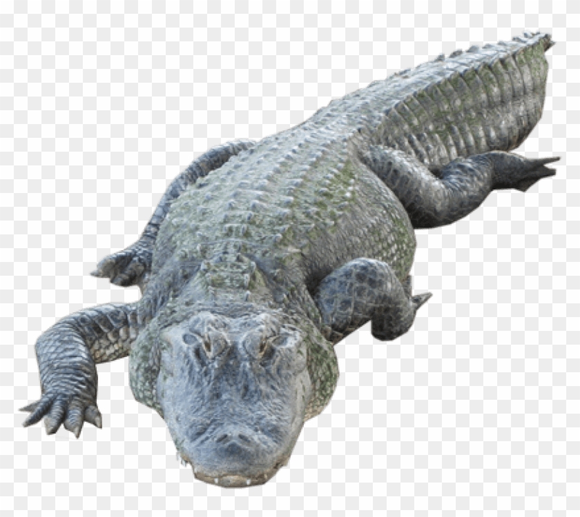 free png download crocodile png images background png crocodile png transparent png 850x679 451653 pngfind free png download crocodile png images