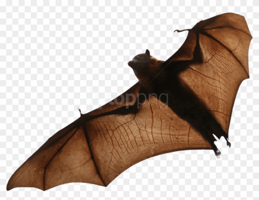 fruit bat black and white clipart