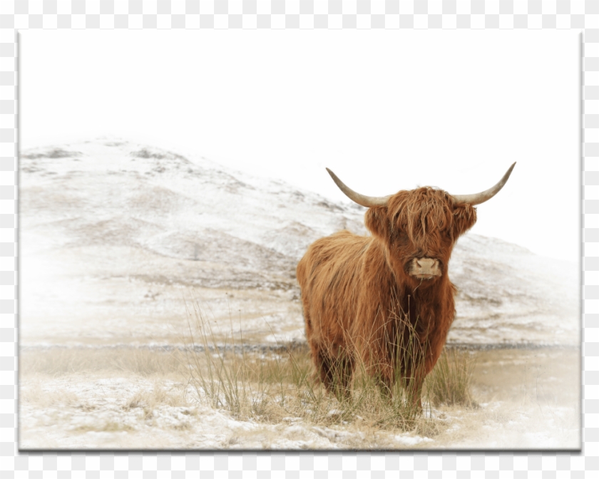 Free Free 168 Outline Cow Highland Cow Svg SVG PNG EPS DXF File