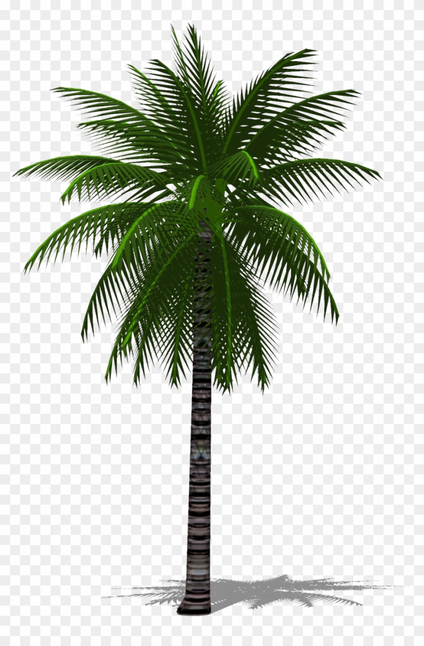 3d Palm Tree Png - Date Palm Tree Png, Transparent Png - 1417x1559 ...