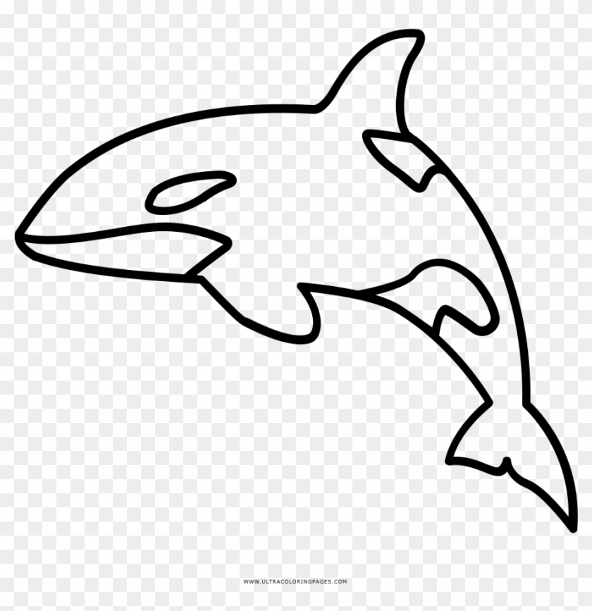 Download Full Size Of Coloring Book And Pages Orca Clipart Outline Hd Png Download 902x889 4547050 Pngfind