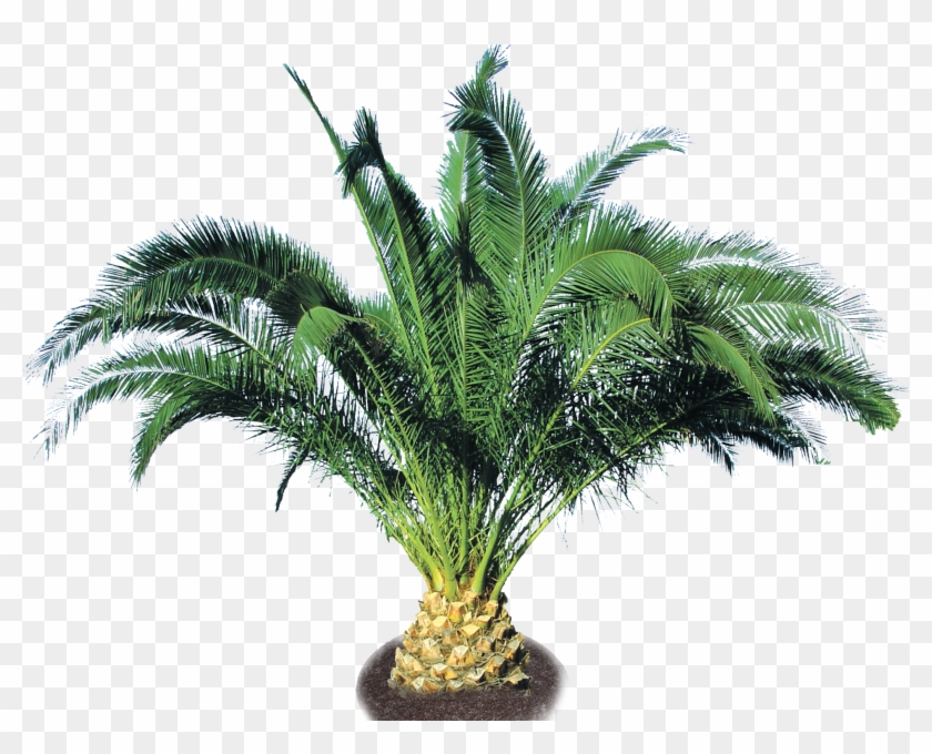 Pineapple Palm Small Palm Trees Png Transparent Png 2000x1478