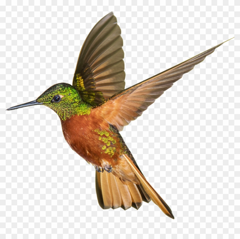Img02 Img01 - Ruby-throated Hummingbird, HD Png Download - 831x758 ...