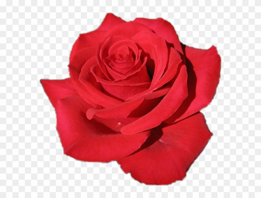 flor #rosa #roja ??? - Rosa Red, HD Png Download - 586x559(#4599907) -  PngFind