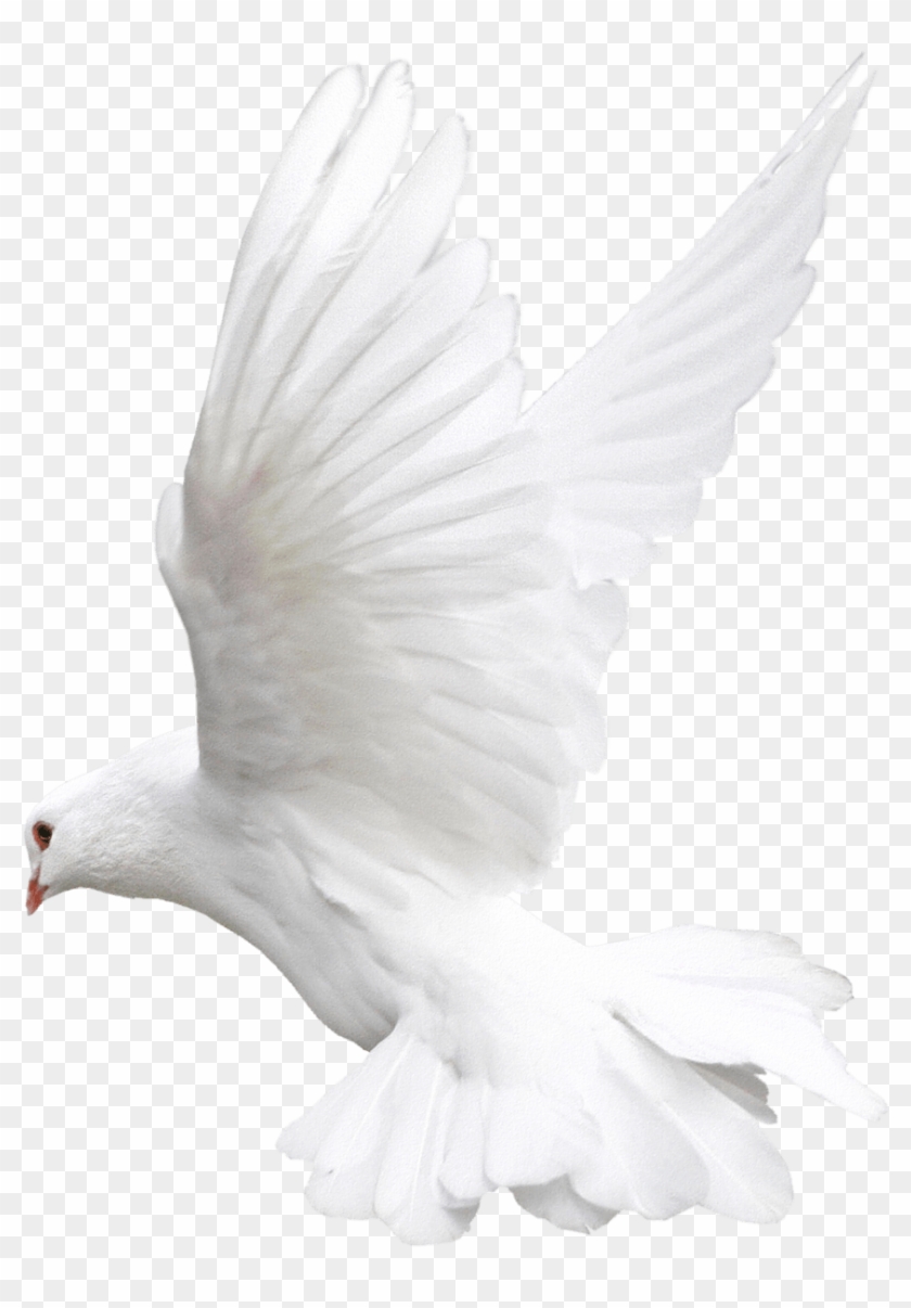 white pigeon flying png