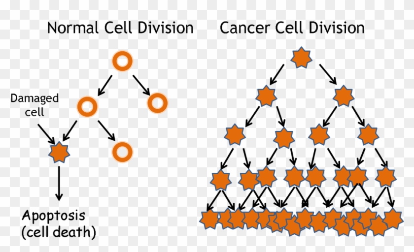 HeLa Cells Vs Normal Cells