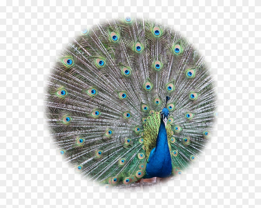 peacock images hd png peafowl transparent png 590x590 4641638 pngfind peacock images hd png peafowl