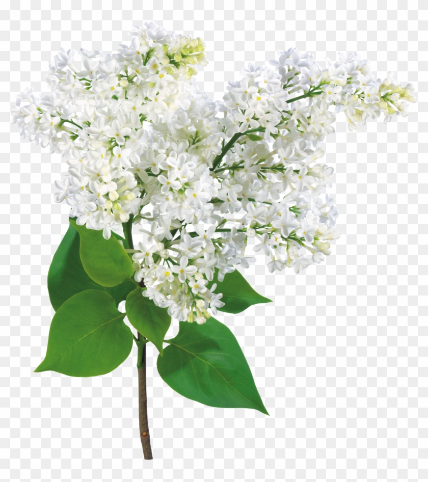 Flores Blancas Y Lilas Png - Flores Blancas Chicas Png, Transparent Png -  1483x1600(#4643946) - PngFind