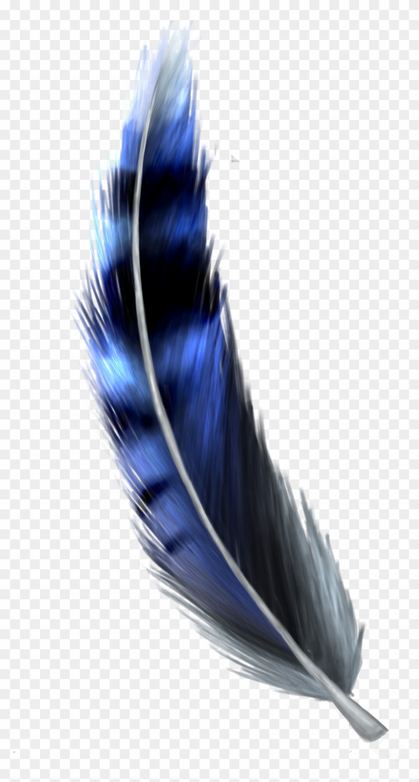 Jay Feather Png Transparent Blue Jay Feather Png Download 794x1486 Pngfind