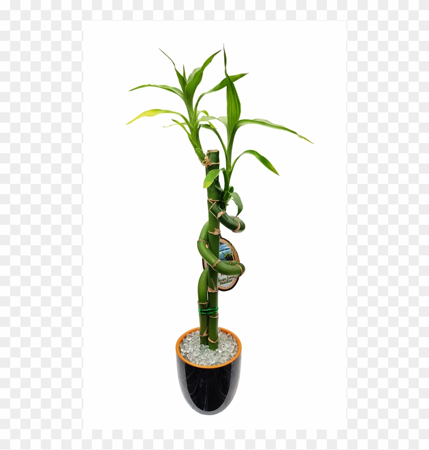 Lucky Bamboo Size D Ceramic Pot Houseplant Hd Png Download