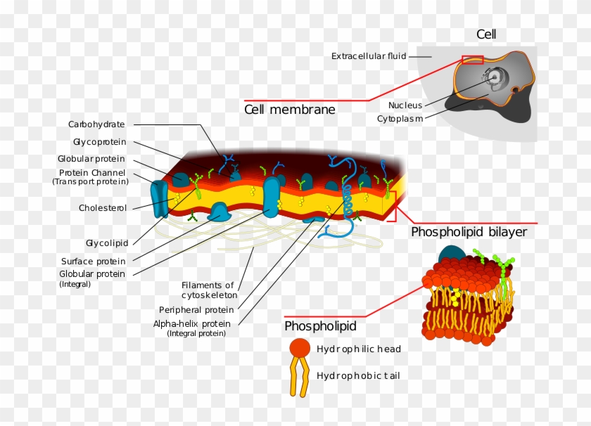 cell-membrane-detailed-diagram-cell-membrane-transport-function-hd