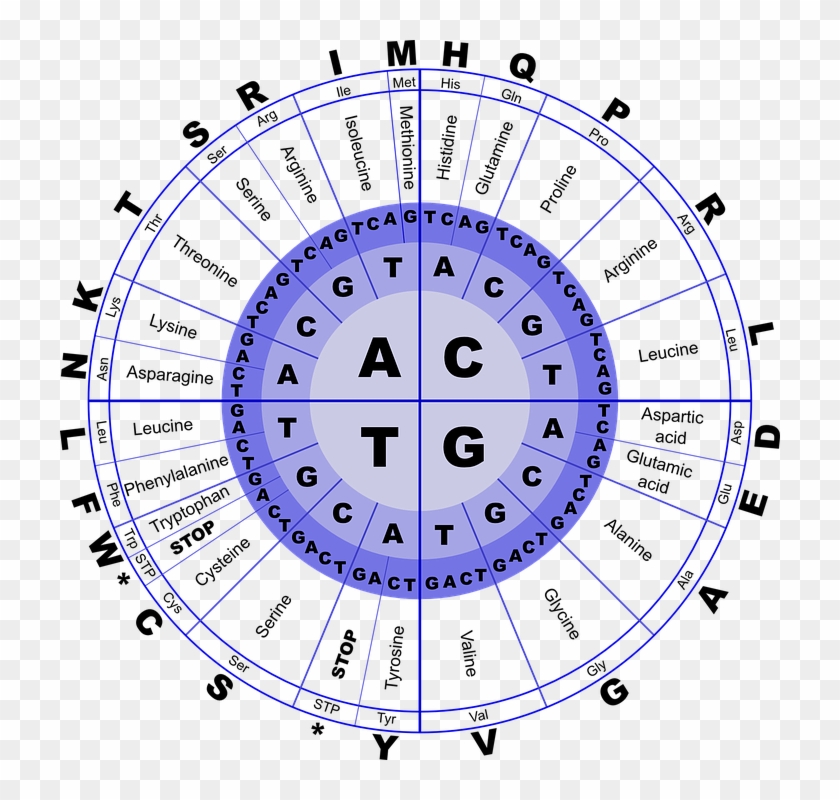 Genetic Code Chart For Dna Amino Acid Translation HD Png Download 