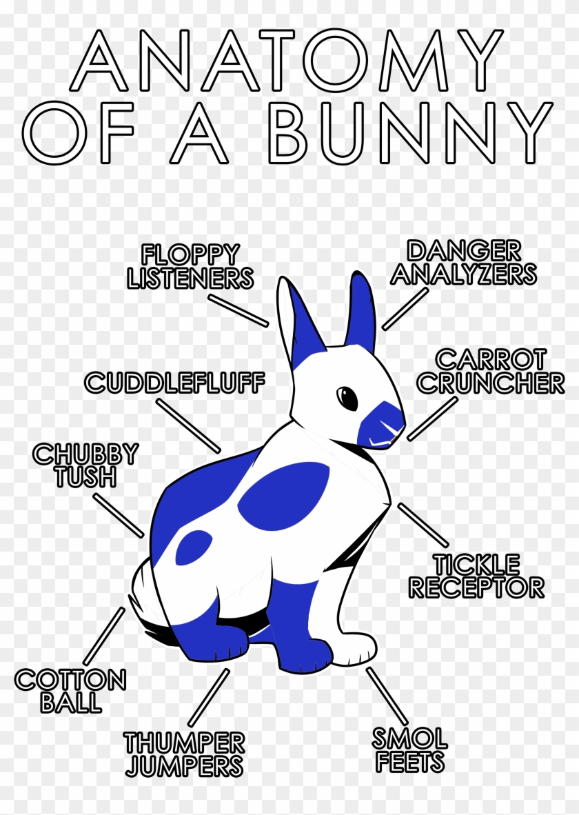 Download Anatomy Of A Bunny Bunny Anatomy Hd Png Download 3630x4950 4848527 Pngfind