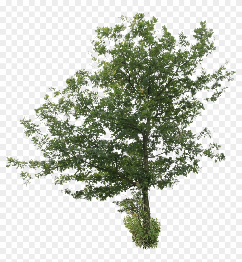Oak Tree Png Download Image - Free Tree Cut Out, Transparent Png ...