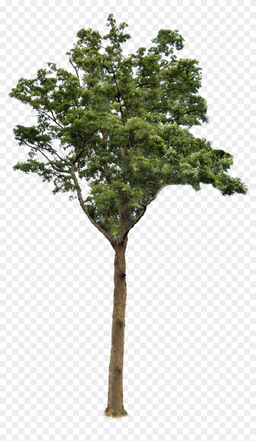 1024 X 1733 17 - Tree Png No Background, Transparent Png - 1024x1733