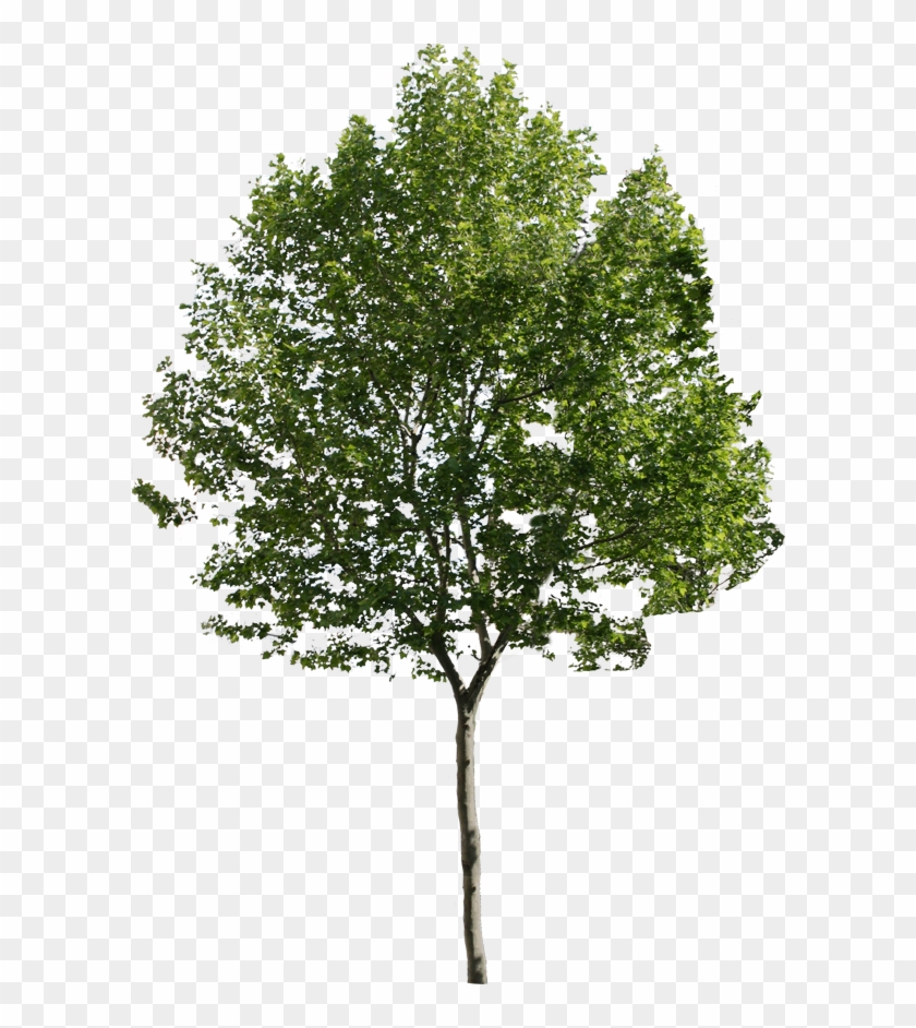 Tree Png For Architect, Transparent Png - 600x862(#492233) - PngFind