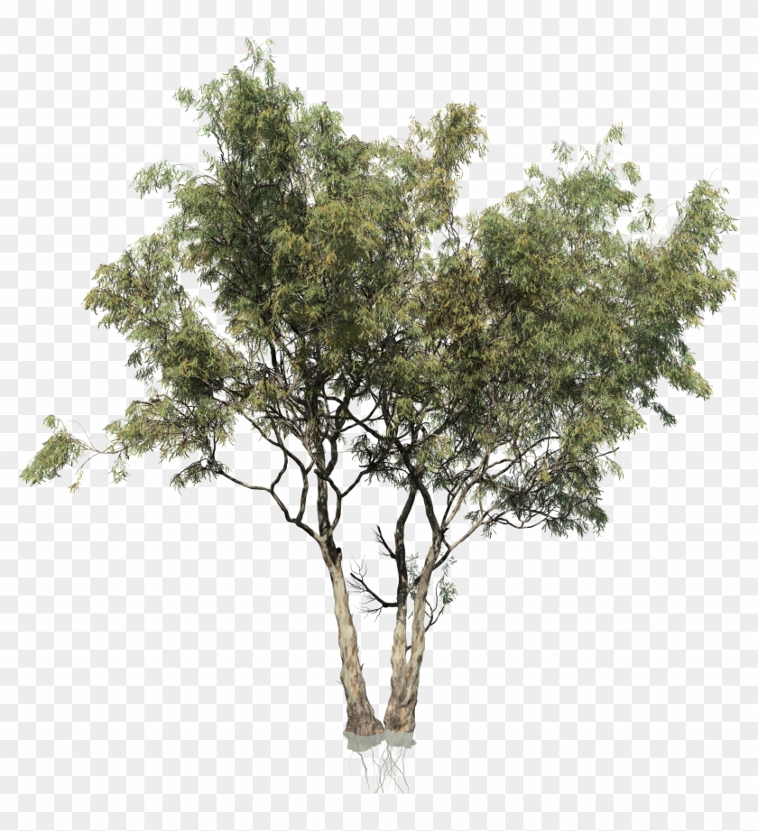 Red Eucalyptus Tree Png Transparent Png X Pngfind