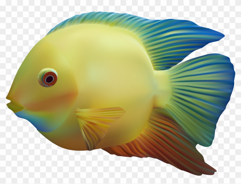 Download Collection Of With Gills High Quality Colour Fish Png Transparent Png 3060x2189 58939 Pngfind