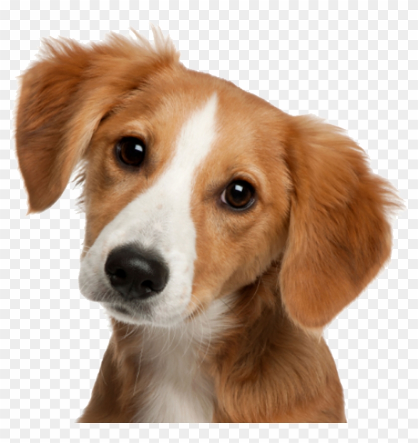 Cute Dog Png, Transparent Png - 1024x1024(#506372) - PngFind