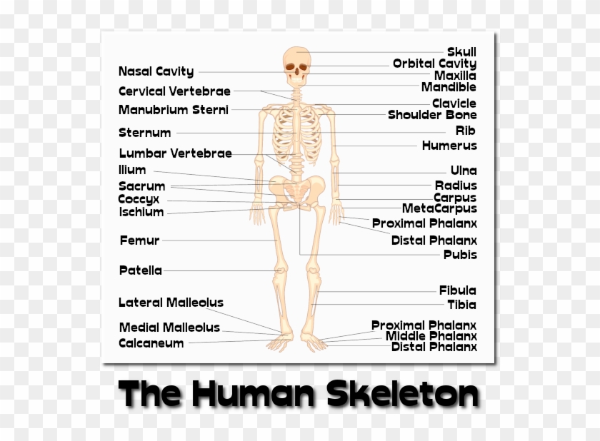 The Human Skeleton - Skeleton, HD Png Download - 562x553(#5019091