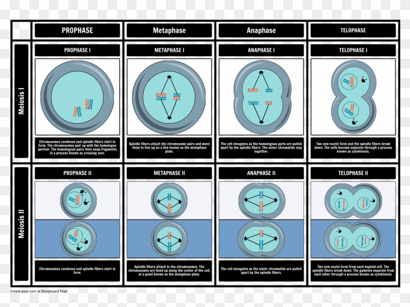 meiose 1 images clipart