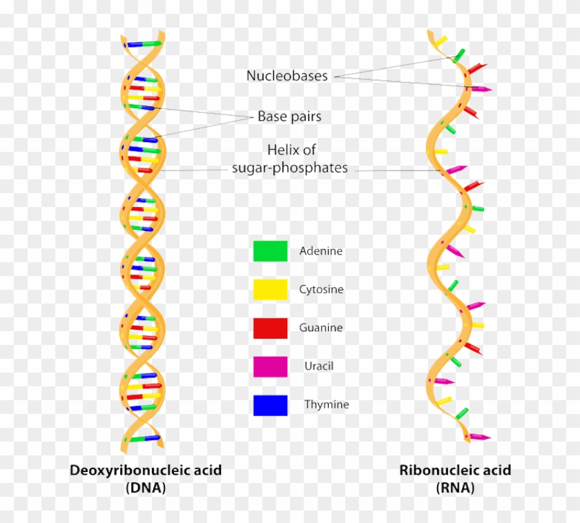 About The Mcat Structure Of Dna Rna Hd Png Download 700x718 Pngfind