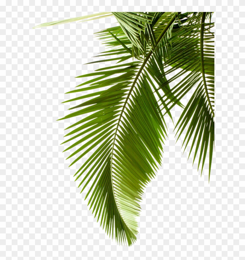 Leaf Pattern Tree Arecaceae Paper Palm Branch Clipart - Backgrounds ...