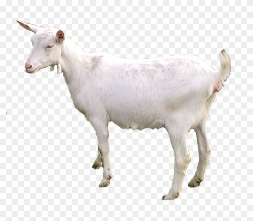 Goat Png - Transparent Background Goats Png, Png Download - 1238x1022 ...
