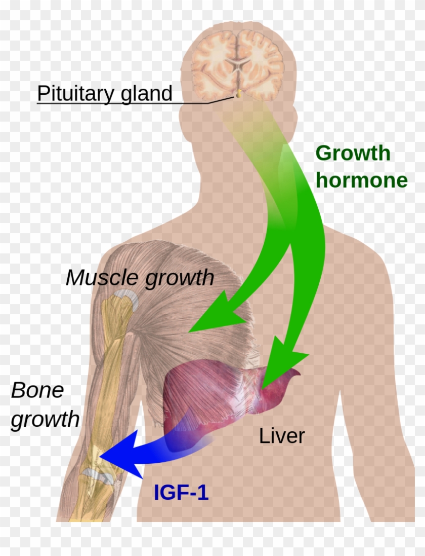 Endocrine Growth Regulation - Human Growth Hormone Diagram, HD Png ...