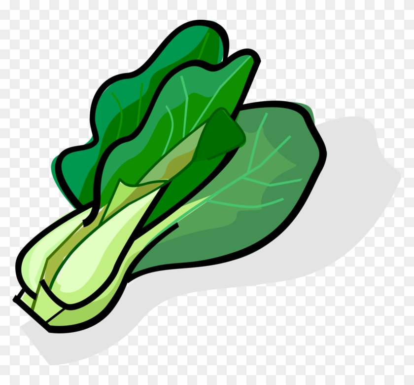 chinese cabbage clipart