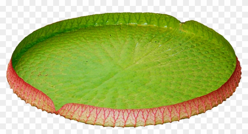 Lily Pad Png Water Lily Transparent Png 1024x565 Pngfind