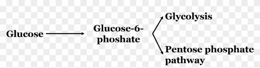 The Fate Of Glucose In Red Blood Cells - Ppbc Racing Pigeon Club, HD ...