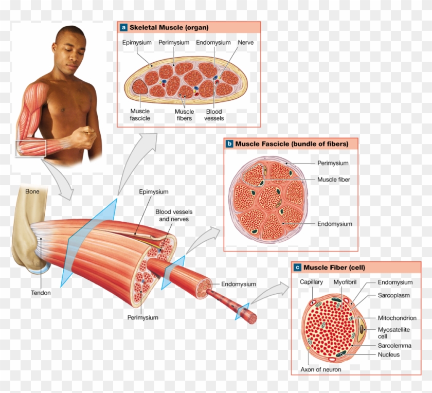 Skeletal Muscle Contains Muscle Tissue, Connective - Blood Vessels In