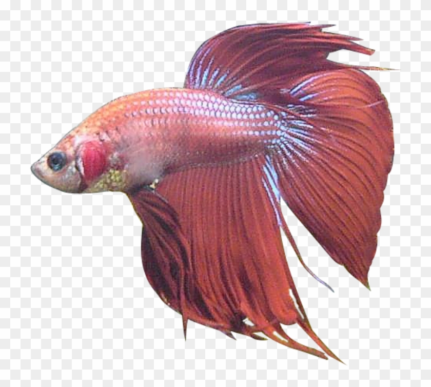 Betta Splendens - Betta Fish No Background, HD Png Download - 732x711 ...