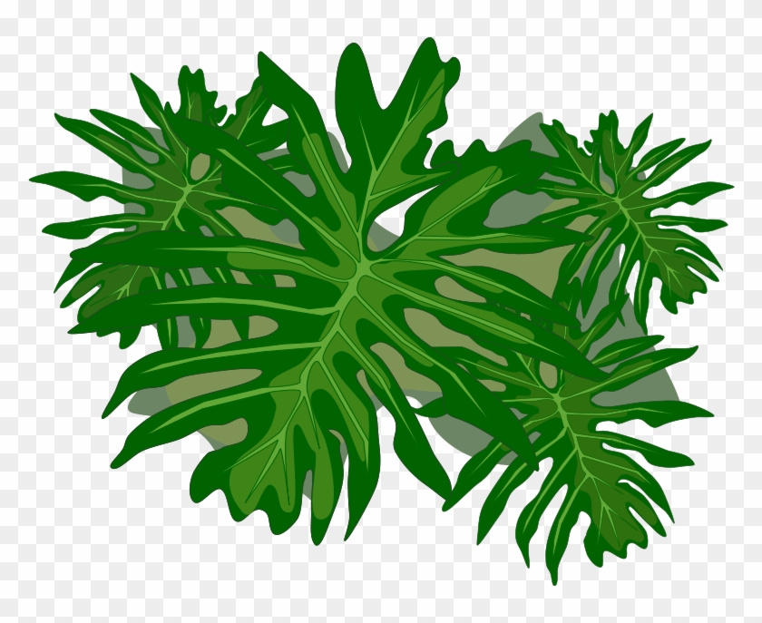 Philodendron Vector, HD Png Download - 800x800(#5163754) - PngFind