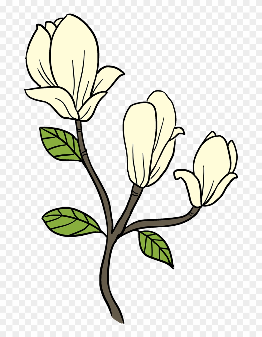 Easy Drawing Guides - Magnolia Flower Drawing Step By Step, HD Png