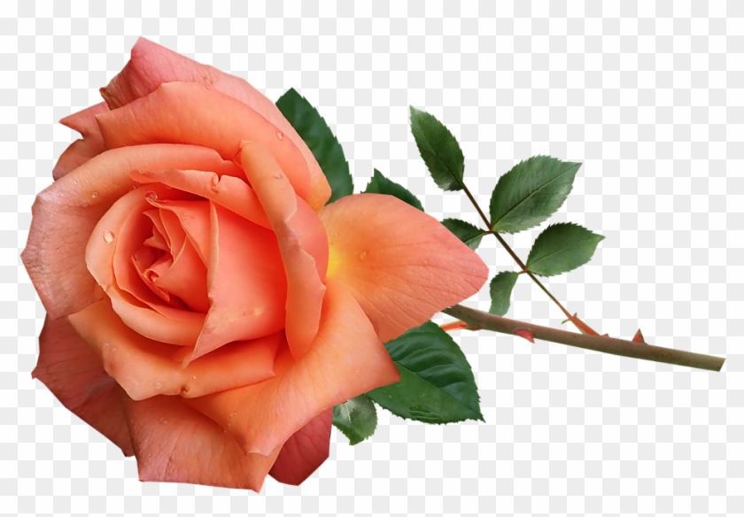 Rose, Orange, Perfume, Flower, Stem, Garden, Nature - Flores Deitadas Png,  Transparent Png - 945x612(#5182149) - PngFind