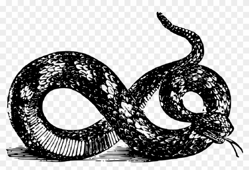 Snake Graphics - Black And White Gadsden Snake Png, Transparent Png -  960x608(#5182891) - PngFind