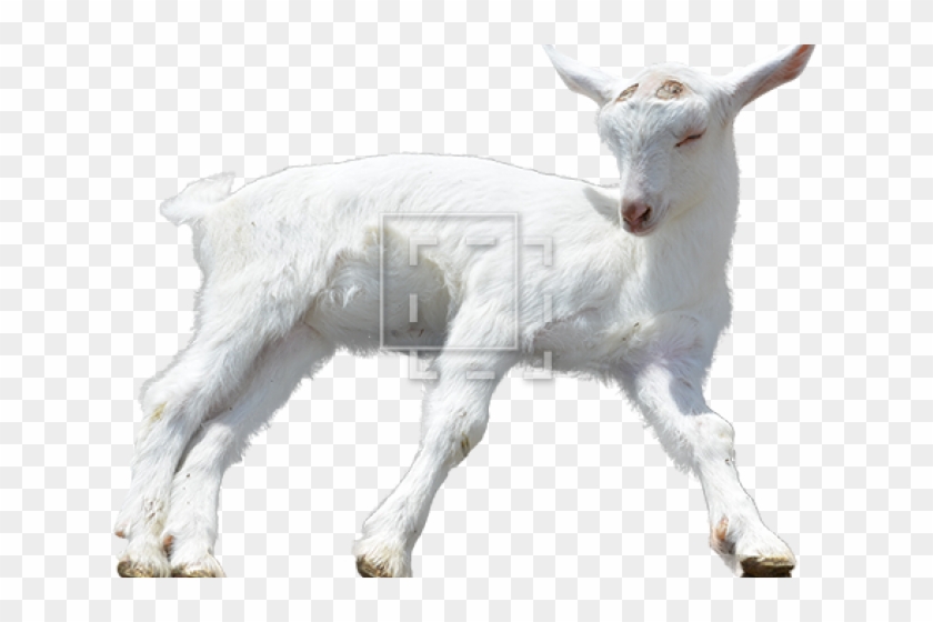 Download Goat Png Transparent Images Baby Goat Png Png Download 640x480 520689 Pngfind