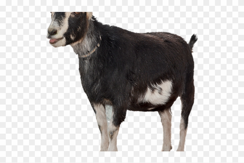 Goat Cutout, HD Png Download - 640x480(#521405) - PngFind