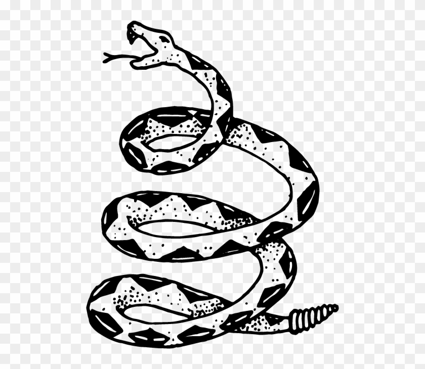 Snakeskin Drawing  Boa Constrictor  Illustration HD Png 