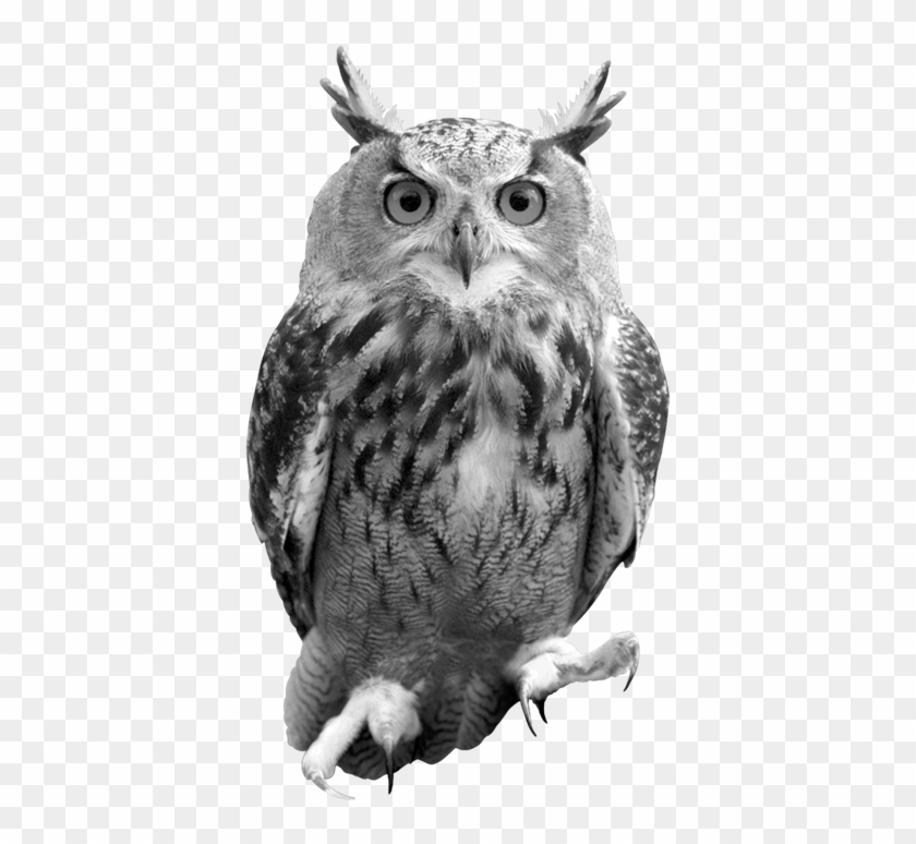 Download All Harry Potter Owls Hd Png Download 456x768 5230529 Pngfind