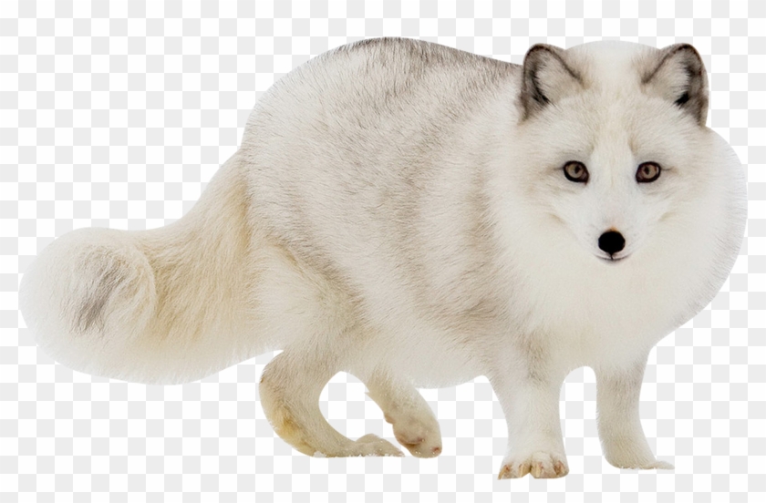 White Fox Transparent Images - Arctic Fox Transparent Background, HD