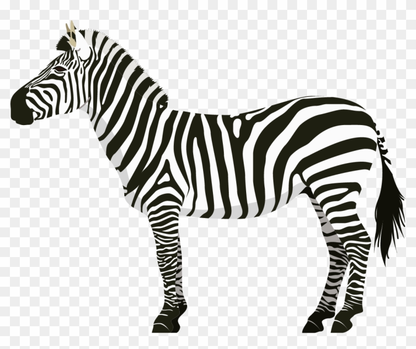 Zebra, HD Png Download - 1641x2201(#5240115) - PngFind