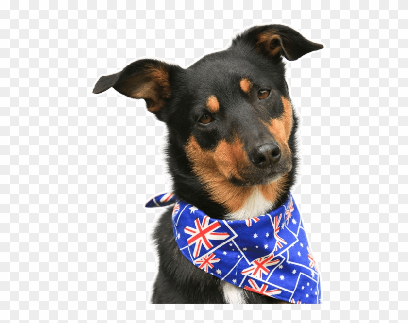 Puppies Dogs Australian Kelpie Australian Kelpie Hd Png Download 558x585 5256848 Pngfind