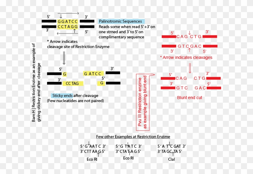 Cleavage Sites Of Restriction Endonucleases Restriction