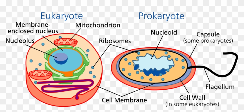 Cell Biology Wikipedia - Prokaryotes And Eukaryotes, HD Png Download